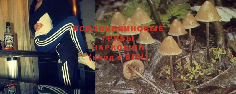 Галлюциногенные грибы MAGIC MUSHROOMS  Нижнекамск 